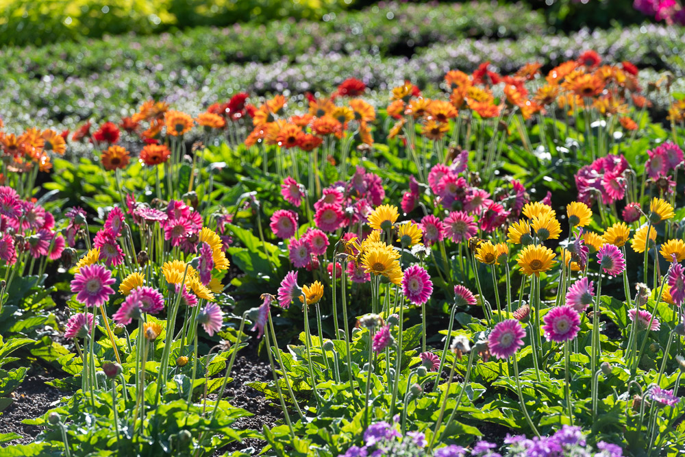 Many flowers at the CSU Trial Garden